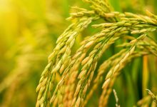 Exportações agrícolas do Brasil avançam e alcançam novo mercado na África do Sul