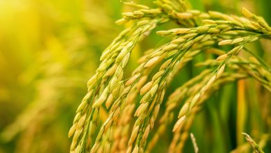 Exportações agrícolas do Brasil avançam e alcançam novo mercado na África do Sul