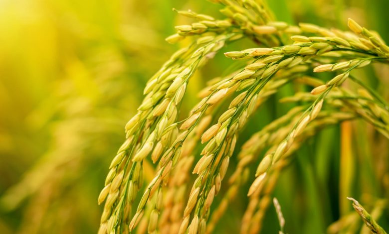 Exportações agrícolas do Brasil avançam e alcançam novo mercado na África do Sul